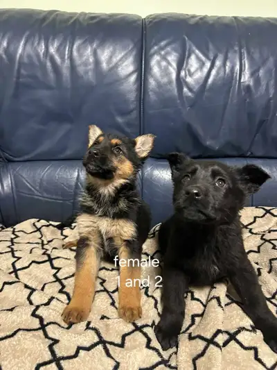 Hi I got a beautiful litter of German shepherd puppies. Their are 4 girls and 3 boys. Puppies are ve...