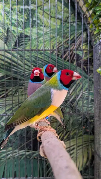 Jeunes Diamant de Gould, Plusieurs couleurs, entre 90 et 125$ En fonction du sexe et de la couleur....
