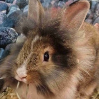 lionhead rabbits Kawartha Lakes Peterborough Area Preview