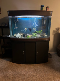70 gallon fish tank 