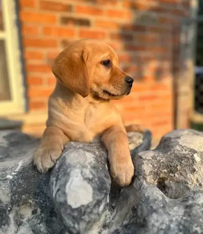 Yellow Lab Puppies, View more