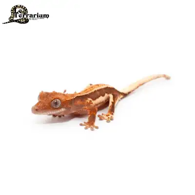 Gecko à crête - Lilly white (medium), View more