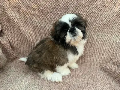 2 Very Handsome well mannered Male Shih Tzu Puppies left, View more