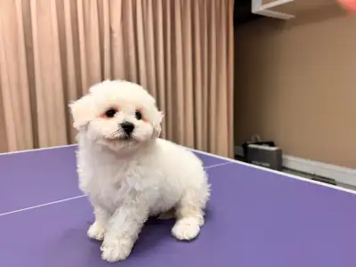 Bichon puppy puppies, View more