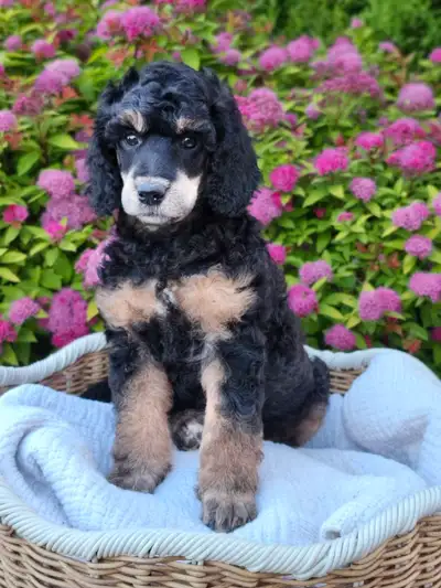 Foreverly Moyen Poodles, View more