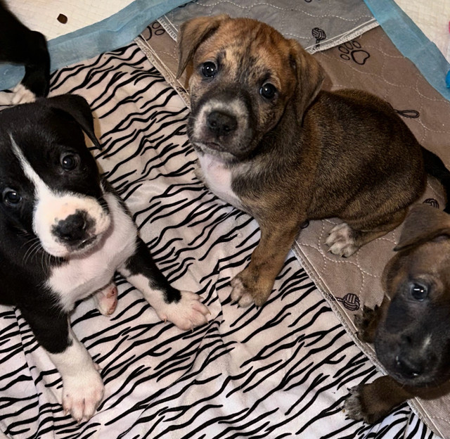 American bulldog/ Husky puppies in Dogs & Puppies for Rehoming in City of Toronto - Image 4