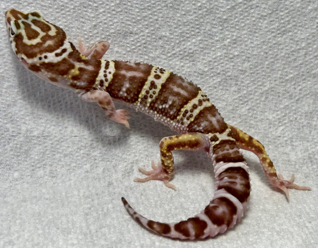 Leopard Geckos  in Reptiles & Amphibians for Rehoming in Lethbridge - Image 3