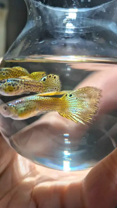 Beautiful gold king cobra guppy Per fish for $8 ( male only) Pick up only Cash payment