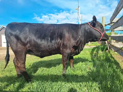 "Diana" - Your Future Family Milk Cow! Meet Diana, an exceptional Guernsey x Lowline Angus cross hei...