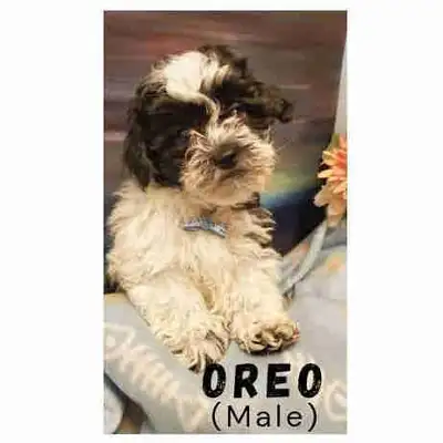 Malti-poo/Shih-poo mix ready for rehoming (1 male, 2 females), View more