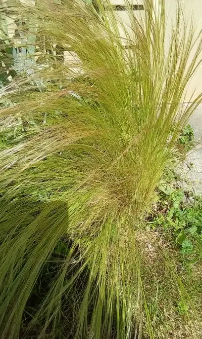 Decorative grass, View more