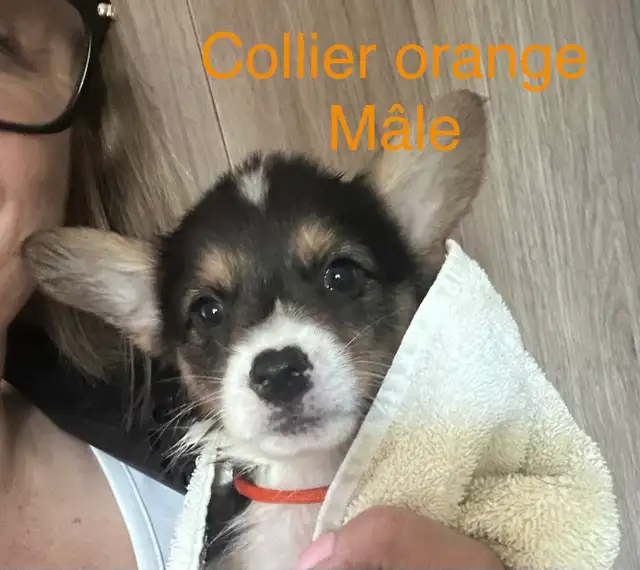 Magnifique Corgi Pembroke chiots in Dogs & Puppies for Rehoming in Laurentides - Image 10
