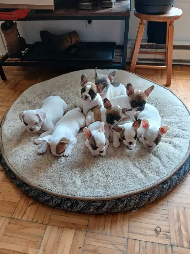 chiots bouldogue francais pur race  in Dogs & Puppies for Rehoming in Laval / North Shore - Image 2