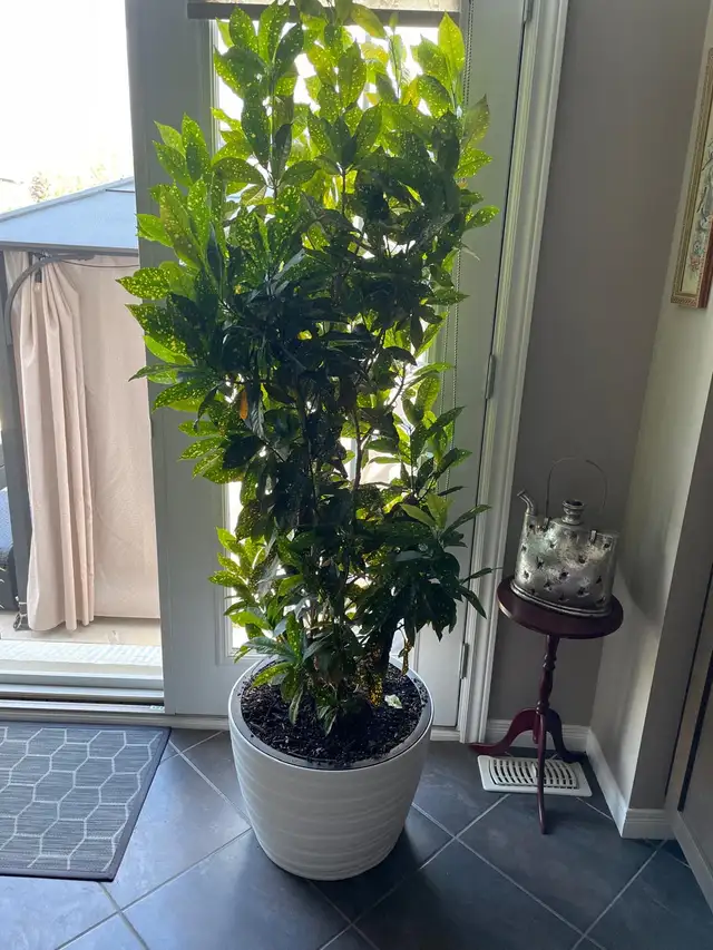 Gold Dust Croton with pot 