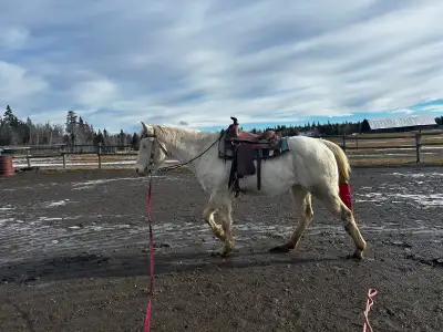 2022 perlino filly, View more