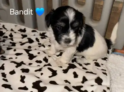 Beautiful Morkies, View more