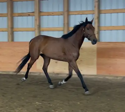 2020 ottb mare, View more