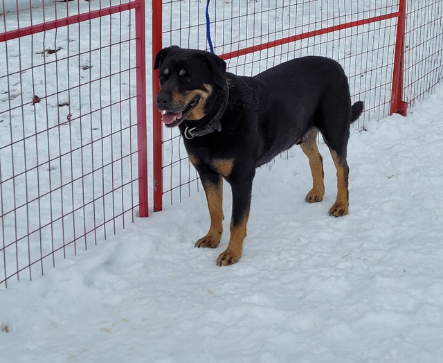 Adopt  Dona  a  Rottweiler cross *Obedience trained in Registered Shelter / Rescue in Edmonton - Image 3