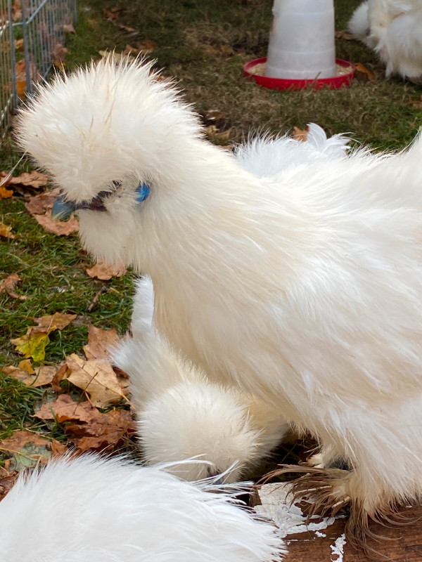 Purebred Silkie Hatching Eggs in Livestock in Kawartha Lakes - Image 2