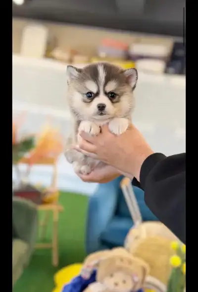 Puppies puppy, View more