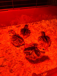 Turkey Chicks! 
