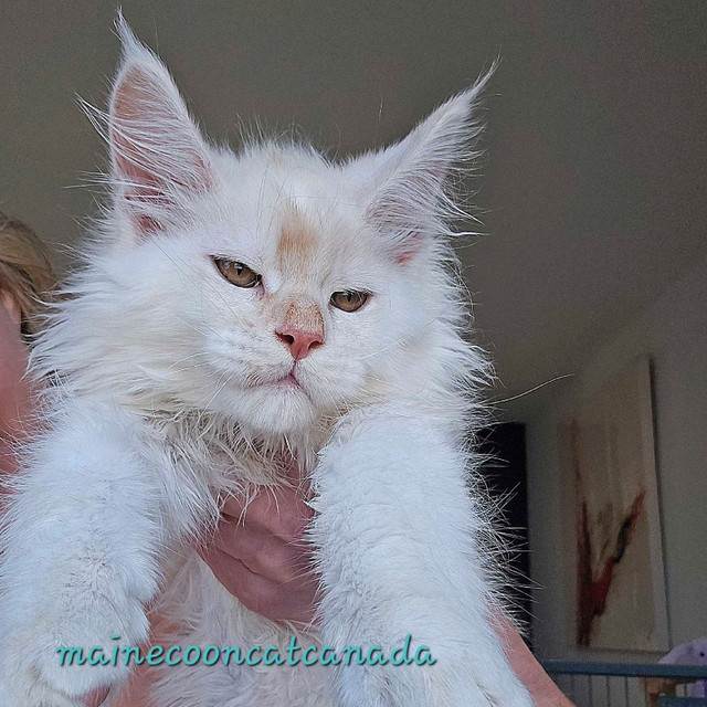 Champion Maine Coons (647) 933-6293 in Cats & Kittens for Rehoming in City of Toronto - Image 4