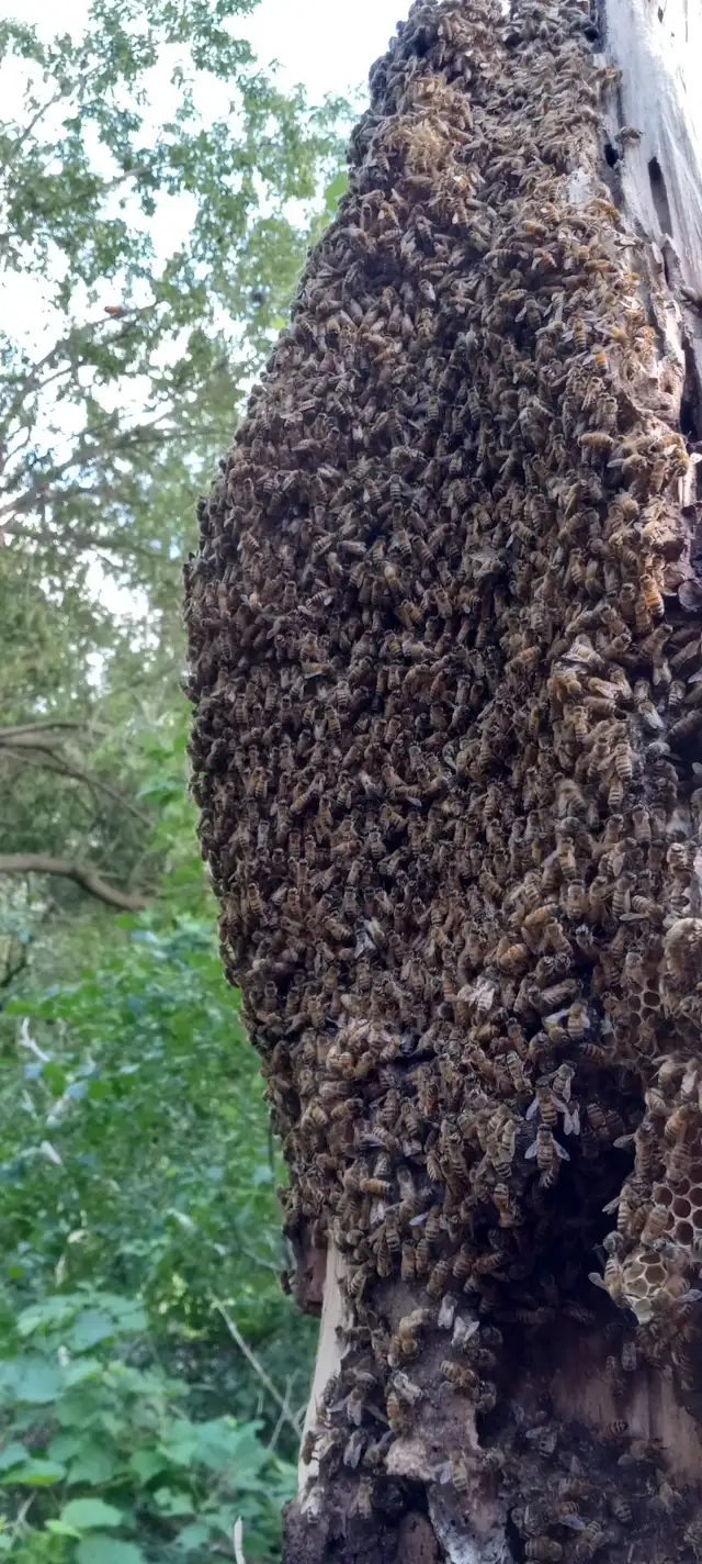 Bee swarm468681996255242241