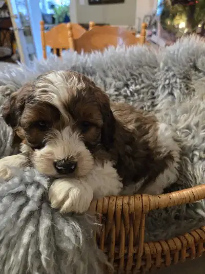 BEAUTIFUL COCKAPOO  PUPS, View more