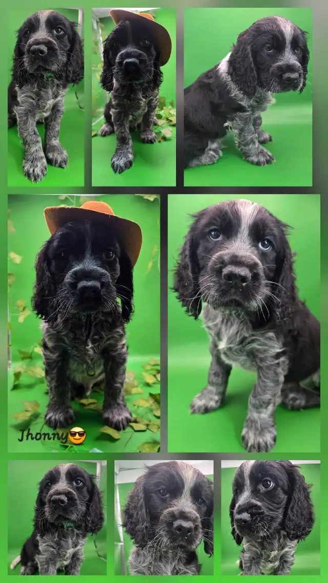 Springer spaniel puppies! The perfect family dogs❤️ in Dogs & Puppies for Rehoming in Hamilton - Image 9