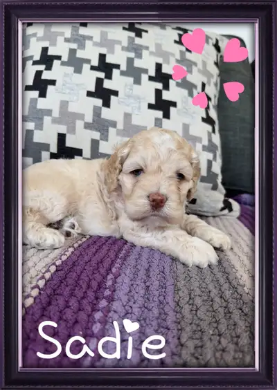 magnifiques chiots cockapoo ( caniche x cocker ), View more