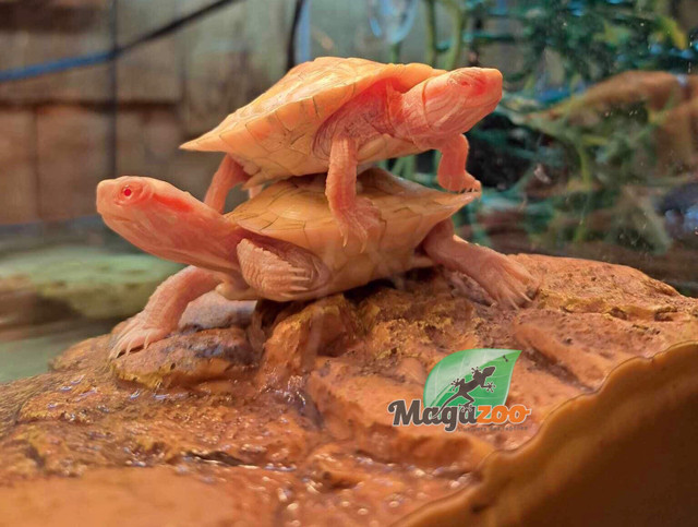Tortue à oreilles rouges Albino  Magazoo  dans Reptiles et amphibiens à adopter  à Ville de Montréal - Image 4