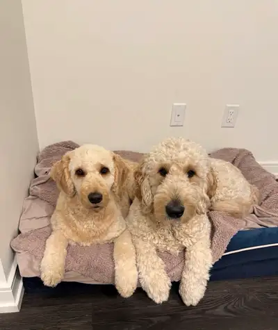 rehoming golden doodle, View more