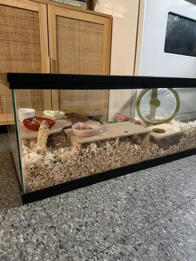 Female dwarf hamster and enclosure, View more