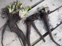 COMFREY CROWNS/ROOT CUTTINGS--EVERY DAY SALE