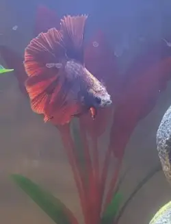Betta fish, View more