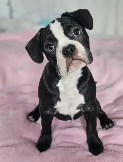Zowey is a sweet and playful 5-month-old puppy looking for a loving family to call her own. She’s a...