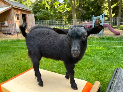 Nigerian Dwarf buckling, View more