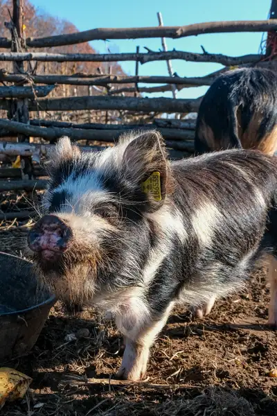Registered kunekune gilt available. From last year's litter, shes a year old and breed ready Excelle...