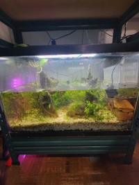 20 Gal Fish Tank/ Aquarium 