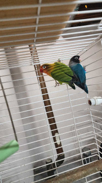 Fisher Proven Pair Lovebird not tamed 1 year and a half old cage