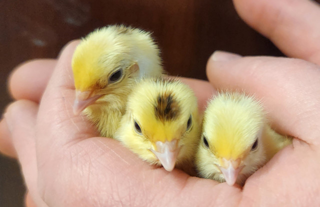Texas A M Quail Hatching Eggs in Other in Norfolk County
