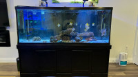 210 Gallon Aquarium and Fish
