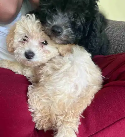 Toy poodles, View more