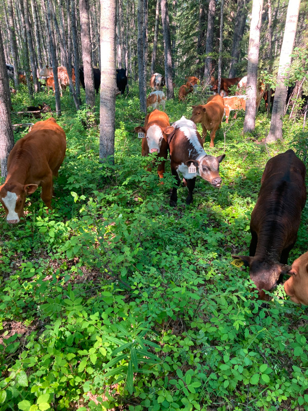cows for sale Livestock Grande Prairie Kijiji