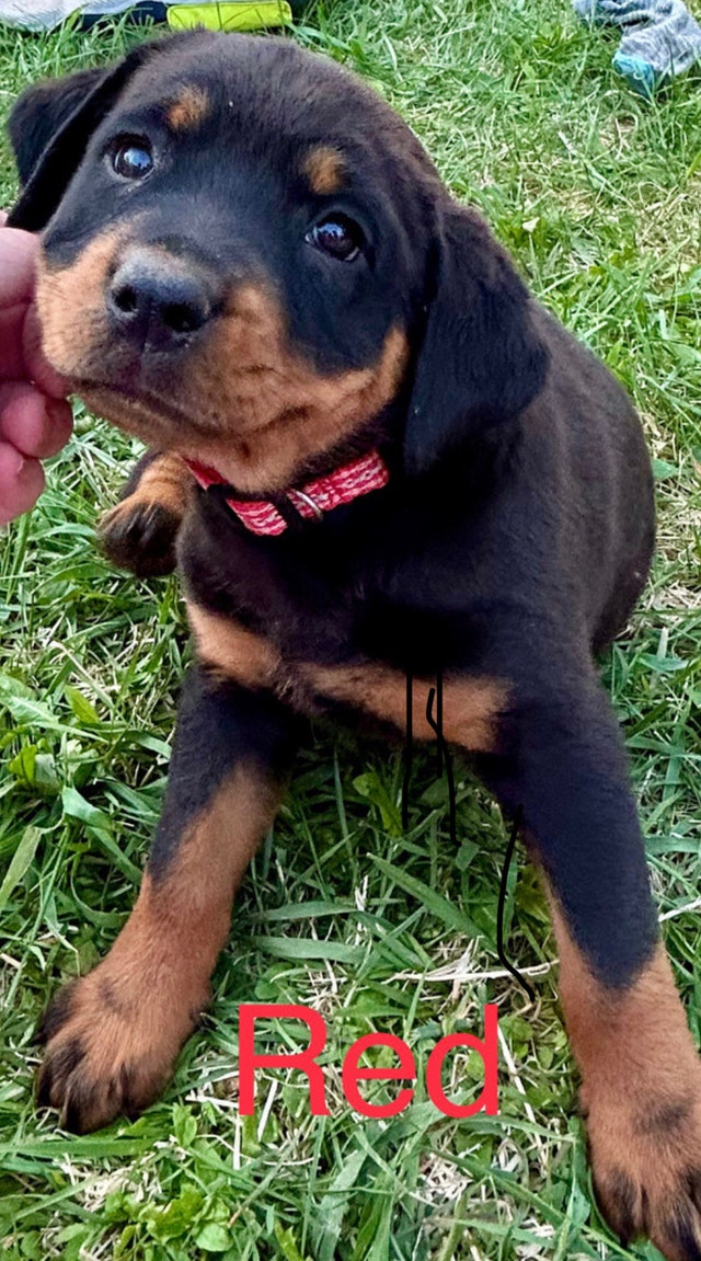 Rottweiler pups Dogs & Puppies for Rehoming Timmins Kijiji