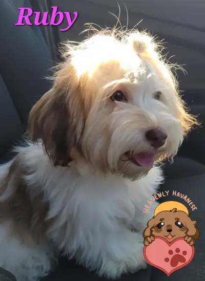 Havanese Purebred Pair from show-winning bloodlines, View more