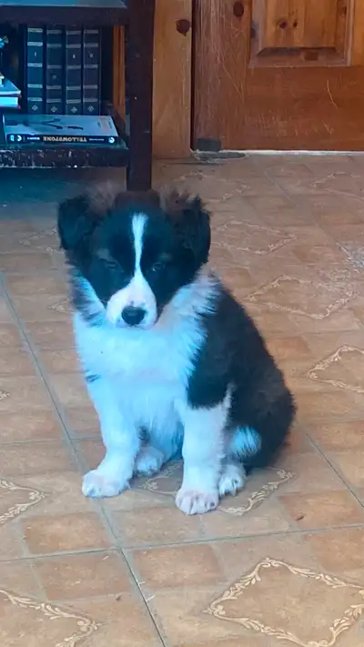 2 female border collie puppies both b&w have had their 1st shots ready to go to loving homes now, ca...