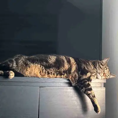 Large Male Tabby Cat, View more