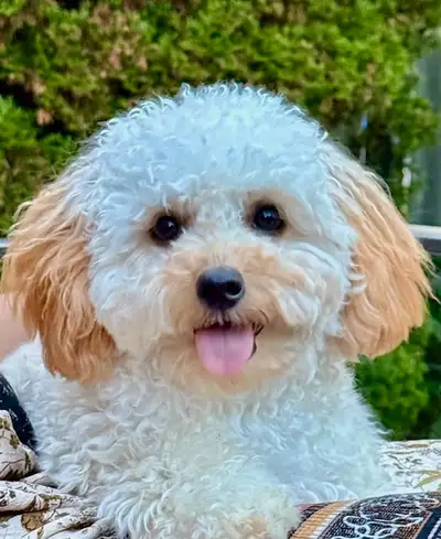 Adorable Puppy Looking for a Loving Home!, View more