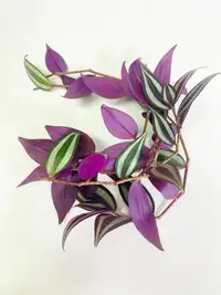Purple inch plant 